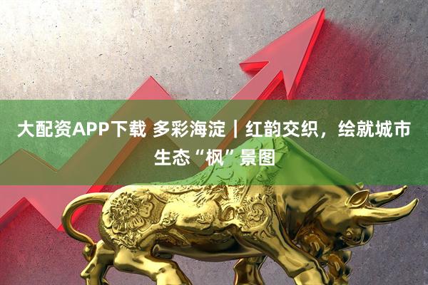 大配资APP下载 多彩海淀｜红韵交织，绘就城市生态“枫”景图